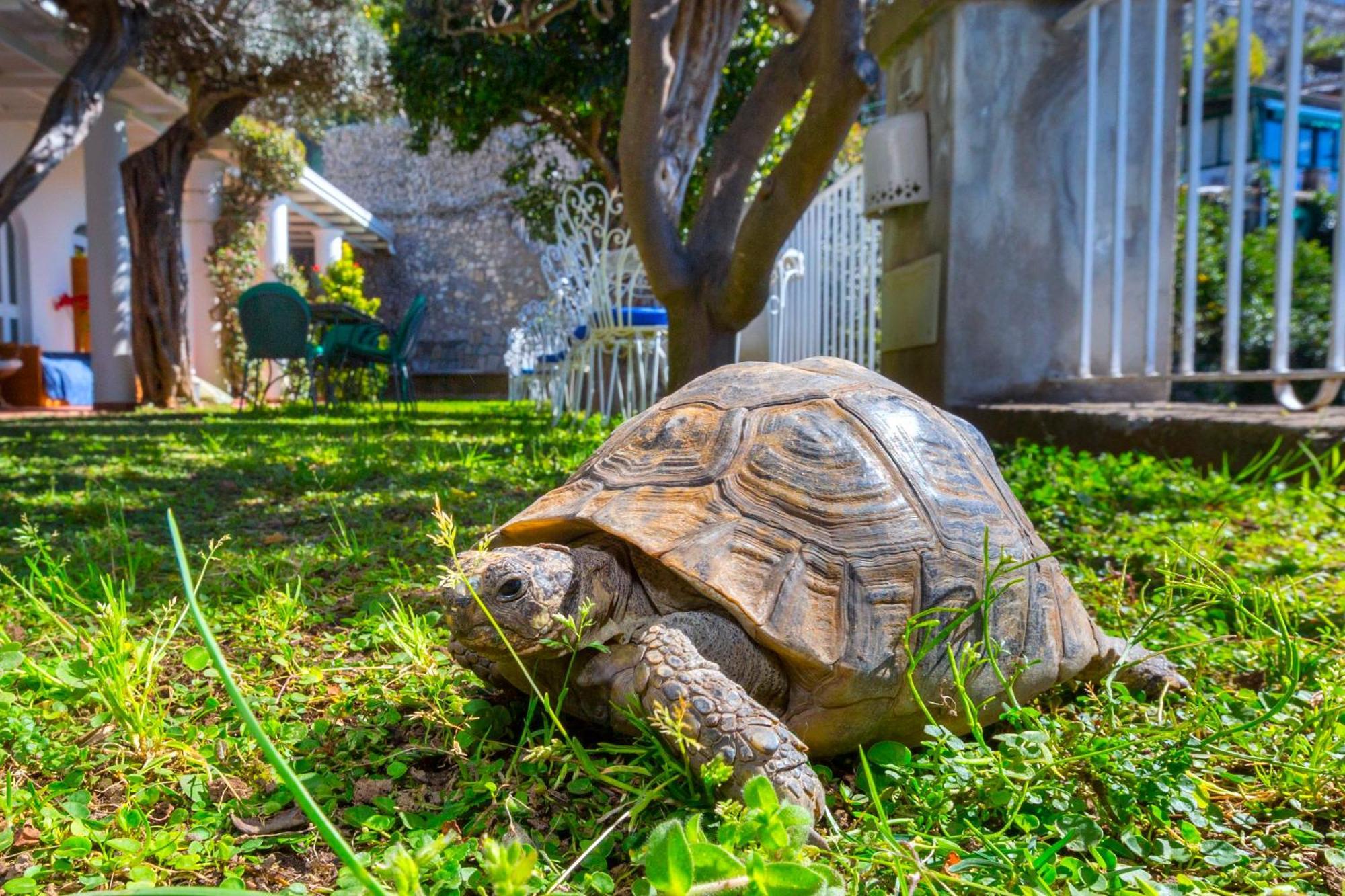 La Maliosa Positano Bed & Breakfast Bagian luar foto